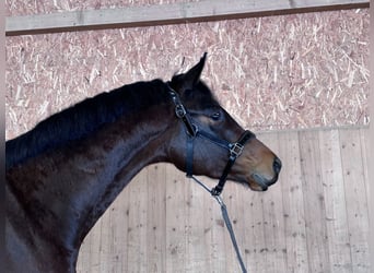 Trakehner, Gelding, 4 years, 16,1 hh, Brown