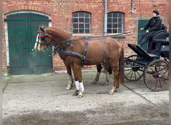 Trakehner, Gelding, 4 years, 16,1 hh