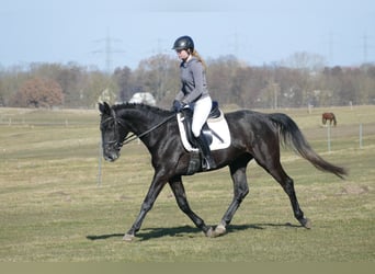 Trakehner, Gelding, 4 years, 16,1 hh