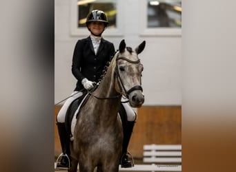 Trakehner, Gelding, 4 years, 16,1 hh, Grey