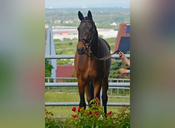 Trakehner, Gelding, 4 years, 16,2 hh, Brown