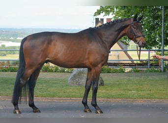 Trakehner, Gelding, 4 years, 16,2 hh, Brown