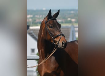 Trakehner, Gelding, 4 years, 16,2 hh, Brown