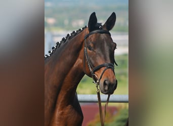 Trakehner, Gelding, 4 years, 16,2 hh, Brown
