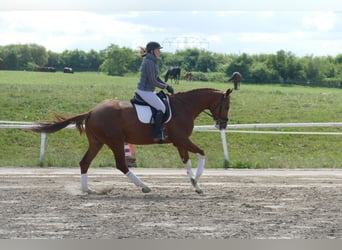 Trakehner, Gelding, 4 years, 16,2 hh, Chestnut-Red