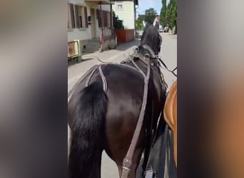 Trakehner, Gelding, 4 years, 16,2 hh, Smoky-Black
