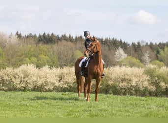Trakehner, Gelding, 4 years, 16,3 hh, Chestnut-Red