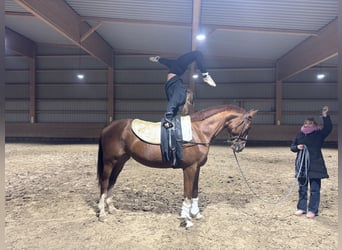 Trakehner, Gelding, 4 years, 16,3 hh, Chestnut