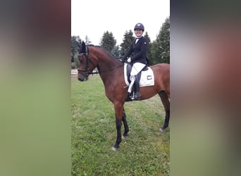 Trakehner, Gelding, 4 years, 17.1 hh, Brown