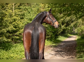 Trakehner, Gelding, 4 years, 17 hh, Bay-Dark