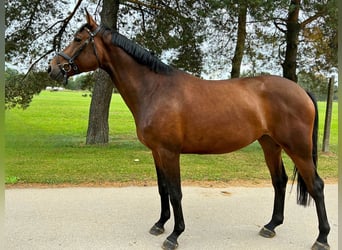 Trakehner, Gelding, 4 years, 17 hh, Bay-Dark