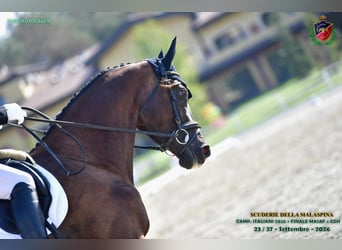 Trakehner, Gelding, 4 years, 17 hh, Black