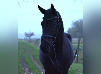 Trakehner, Gelding, 4 years, 17 hh, Black