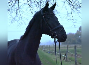 Trakehner, Gelding, 4 years, 17 hh, Black