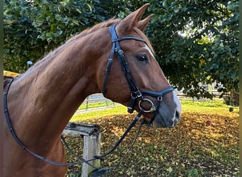 Trakehner, Gelding, 4 years, 17 hh, Chestnut-Red