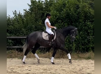 Trakehner, Gelding, 4 years, 17 hh, Gray