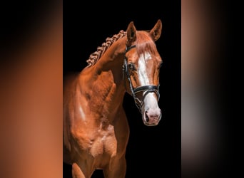 Trakehner, Gelding, 4 years, 18.1 hh, Sorrel