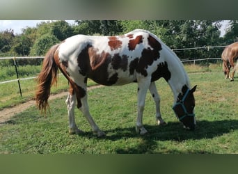 Trakehner Mix, Gelding, 4 years