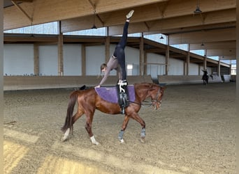 Trakehner, Gelding, 5 years, 15.1 hh, Chestnut-Red