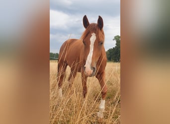 Trakehner, Gelding, 5 years, 15.2 hh, Chestnut-Red