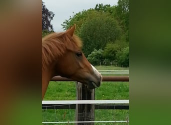 Trakehner, Gelding, 5 years, 15.2 hh, Chestnut-Red