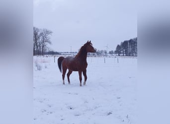Trakehner, Gelding, 5 years, 15.2 hh, Chestnut-Red