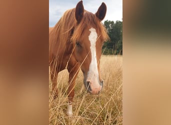 Trakehner, Gelding, 5 years, 15.2 hh, Chestnut-Red