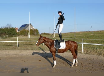 Trakehner, Gelding, 5 years, 15,1 hh, Chestnut-Red