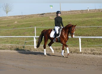 Trakehner, Gelding, 5 years, 15,1 hh, Chestnut-Red