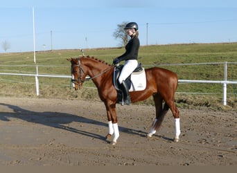 Trakehner, Gelding, 5 years, 15,1 hh, Chestnut-Red