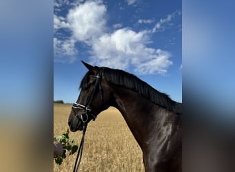 Trakehner, Gelding, 5 years, 15,3 hh, Black