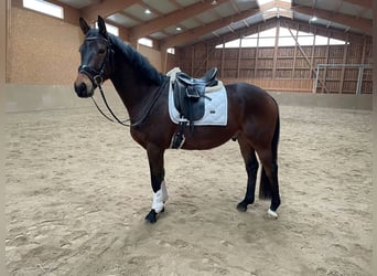 Trakehner, Gelding, 5 years, 15,3 hh, Brown