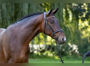 Trakehner, Gelding, 5 years, 16.1 hh, Bay-Dark