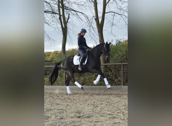 Trakehner, Gelding, 5 years, 16,1 hh, Bay-Dark