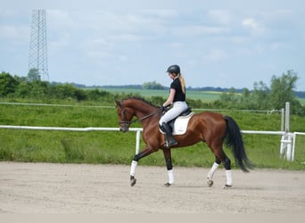 Trakehner, Gelding, 5 years, 16.1 hh, Brown