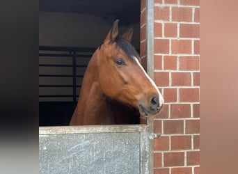 Trakehner, Gelding, 5 years, 16.1 hh, Brown