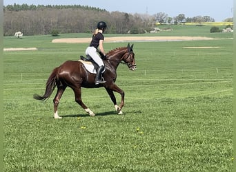 Trakehner, Gelding, 5 years, 16.1 hh, Chestnut