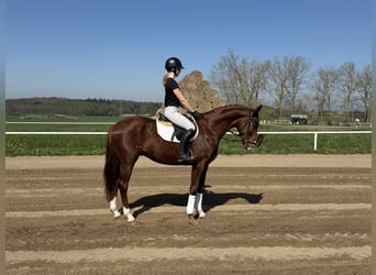 Trakehner, Gelding, 5 years, 16.1 hh, Chestnut