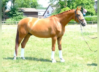 Trakehner, Gelding, 5 years, 16.1 hh, Chestnut-Red
