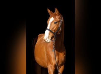 Trakehner, Gelding, 5 years, 16.1 hh, Chestnut-Red