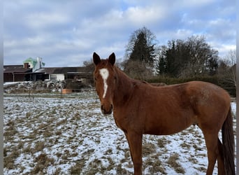 Trakehner, Gelding, 5 years, 16.1 hh, Chestnut-Red