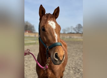 Trakehner, Gelding, 5 years, 16.1 hh, Chestnut-Red