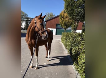 Trakehner, Gelding, 5 years, 16.1 hh, Chestnut-Red