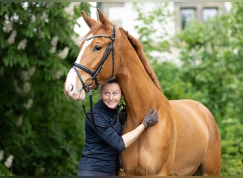 Trakehner, Gelding, 5 years, 16.1 hh, Chestnut-Red