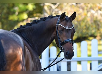 Trakehner, Gelding, 5 years, 16.2 hh, Bay-Dark