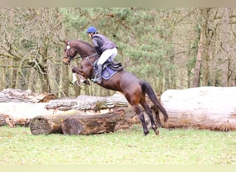 Trakehner, Gelding, 5 years, 16,2 hh, Bay-Dark