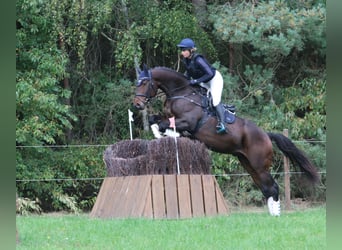 Trakehner, Gelding, 5 years, 16,2 hh, Bay-Dark