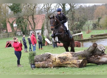 Trakehner, Gelding, 5 years, 16,2 hh, Bay-Dark