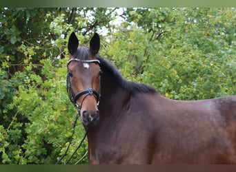 Trakehner, Gelding, 5 years, 16.2 hh, Bay-Dark