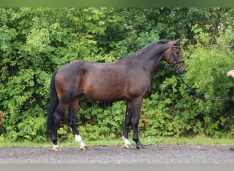 Trakehner, Gelding, 5 years, 16.2 hh, Bay-Dark